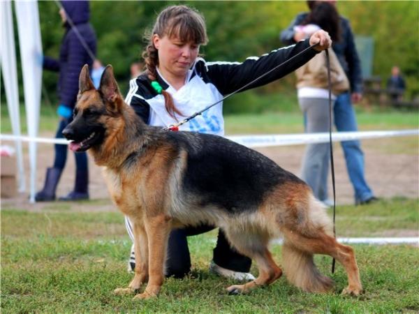 Daimanten Schloss Yaska | German Shepherd Dog 