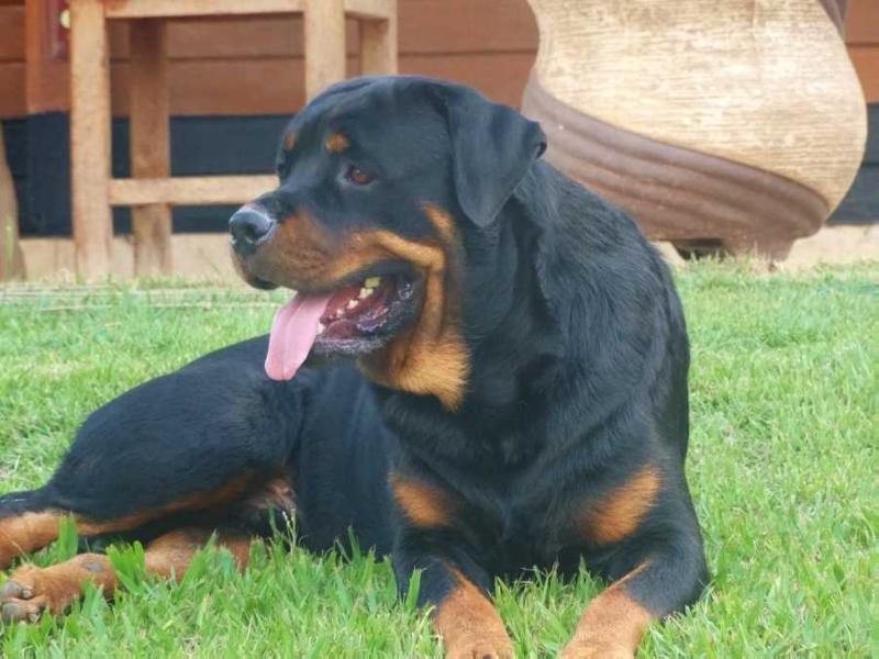 Krixus Rottgarten von Ravache | Rottweiler 