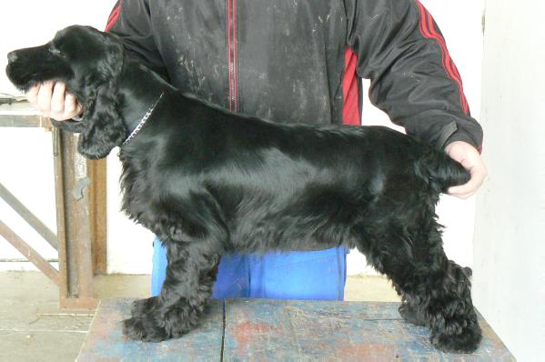 Classique Diamond Santana | English Cocker Spaniel 