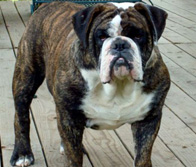 Full of Bull's Texas Brutus | Olde English Bulldogge 