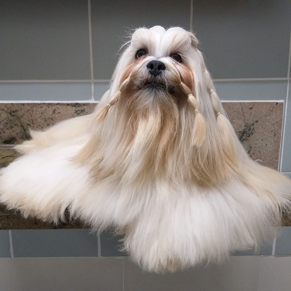 Riverview Hylan Shotru Boyz Need A Stetson | Lhasa Apso 