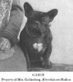 Gamin | French Bulldog 