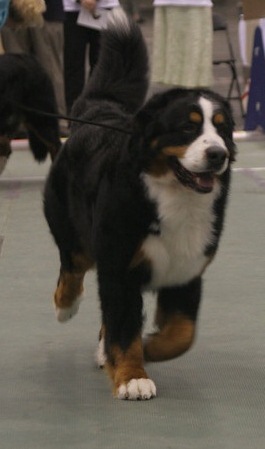 Full  Moon's  J. Elwood  Barns | Bernese Mountain Dog 