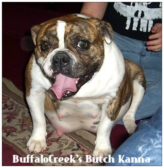 BuffaloCreek's Butch-Kanna | Olde English Bulldogge 