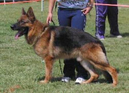 Haio vom Hutberg | German Shepherd Dog 