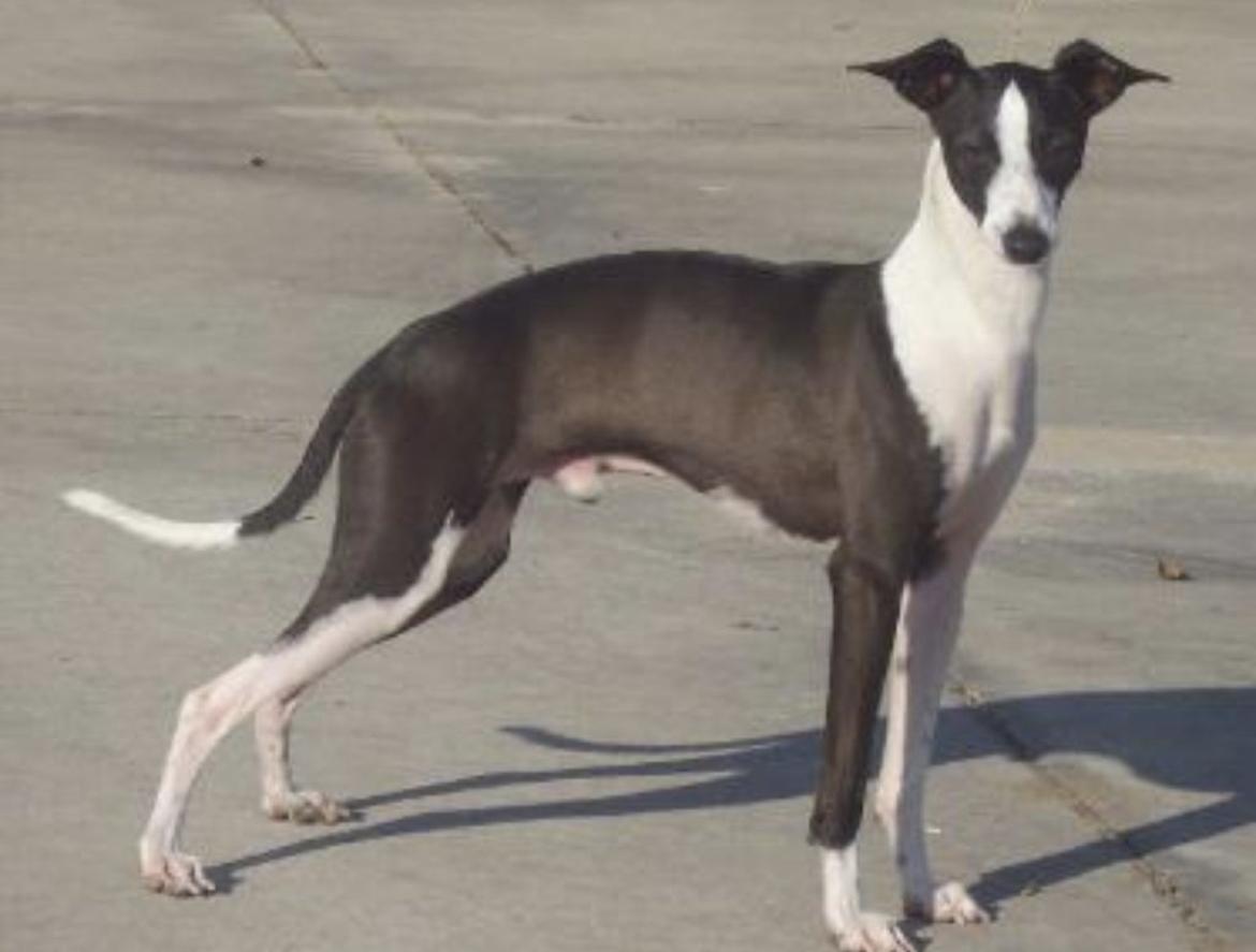 Kaprhys Marchwind Finis | Italian Greyhound 