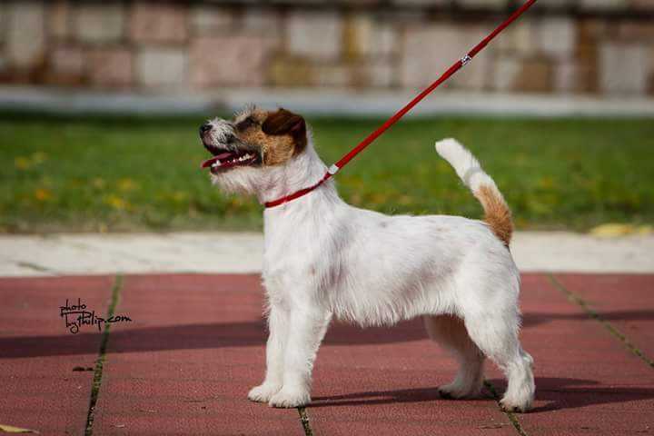 Soul plains for carier elmi | Jack Russell Terrier 