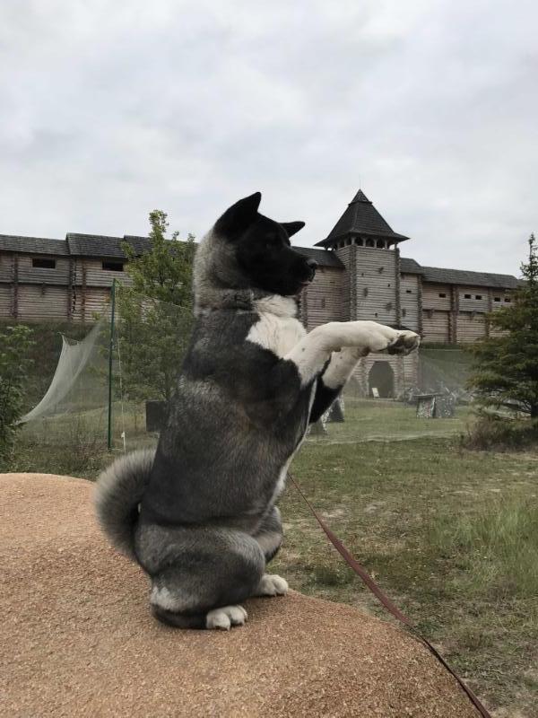 The Only Badhera | Akita 