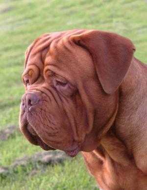 Cymrygold Lazer | Dogue de Bordeaux 