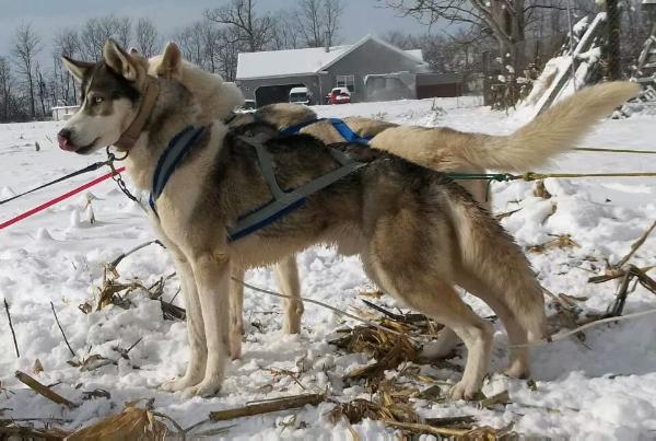 Tay Marr's Nashua 95.4 | Siberian Husky 