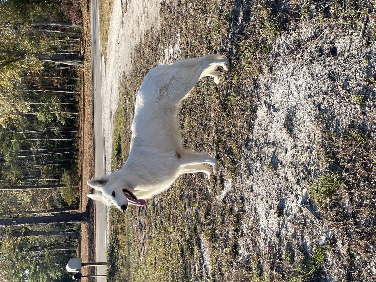 Karma Kill Zeichen Von Wolf | White Swiss Shepherd Dog 