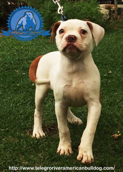 TelegroRiver's/Danibulls Kenya | American Bulldog 