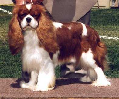 Amantra Montana | Cavalier King Charles Spaniel 