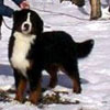 Cherry Van't Stokeryboss | Bernese Mountain Dog 