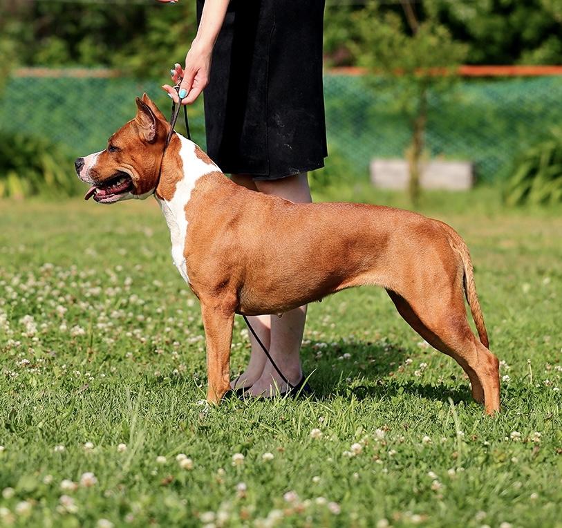 ANIKORD RAINBOW MIRACLE | American Staffordshire Terrier 