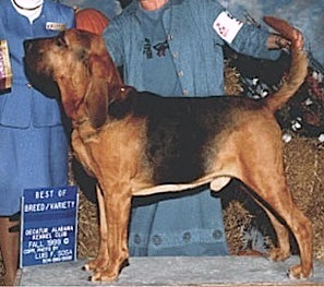 Churchils Mojustn Of Sherick | Bloodhound 