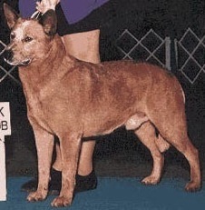 Harling's Stutz Bearcat | Australian Cattle Dog 