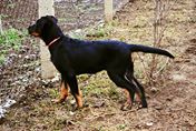 Deana z Babanovho vrska | Beauceron 