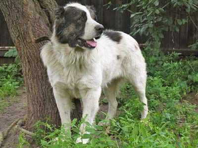Tarik owner yarosh | Central Asian Shepherd Dog 