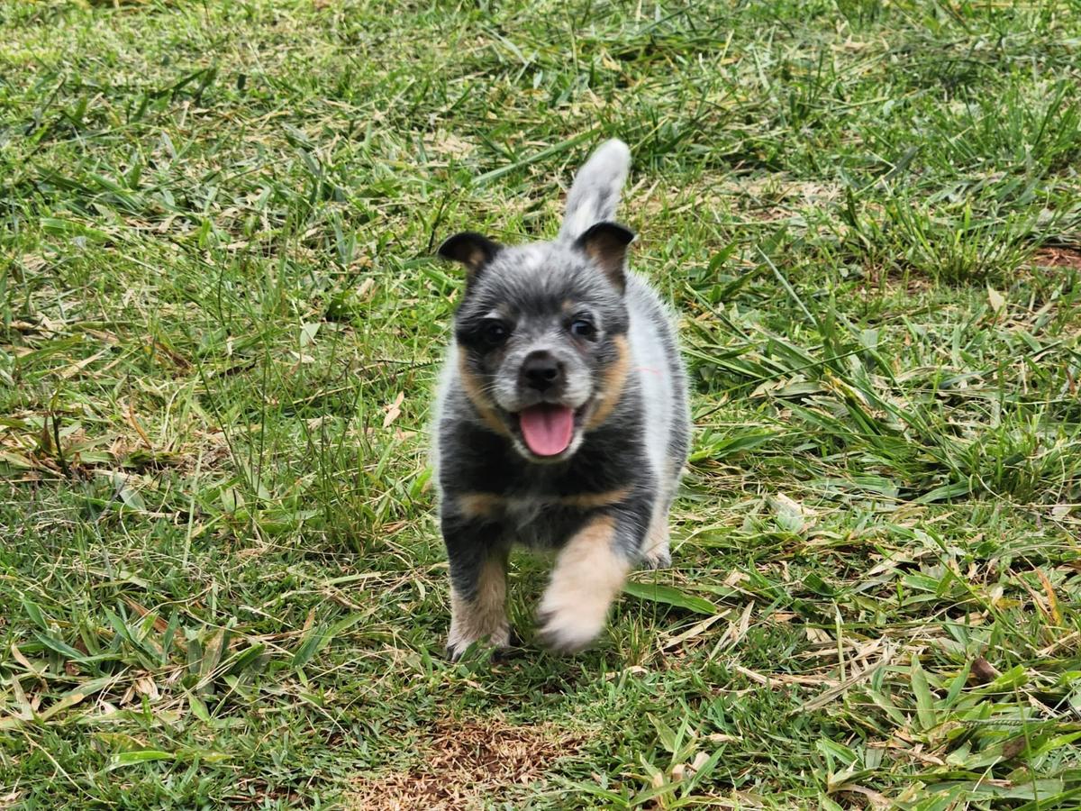 RANCHO HEELER SELIVON WICCA &amp; BURNING | Australian Cattle Dog 