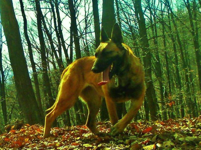 Yugo Girl  Mystic | Belgian Malinois 