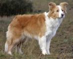 Rhonabwy Awesome Lady | Border Collie 