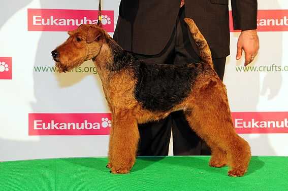 Noraly Of The New Husken | Welsh Terrier 