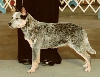 Timber Sweet Georgia Brown | Australian Cattle Dog 