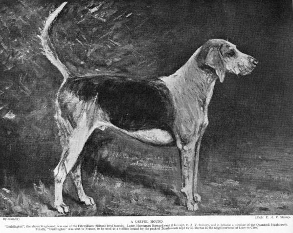 Luddington [English Staghound] Capt. E. A. V. Stanl | English Foxhound 