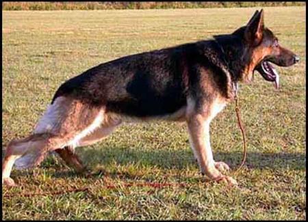 Klicko von Karthago | German Shepherd Dog 