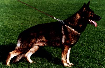 Kinte de Parayas | German Shepherd Dog 