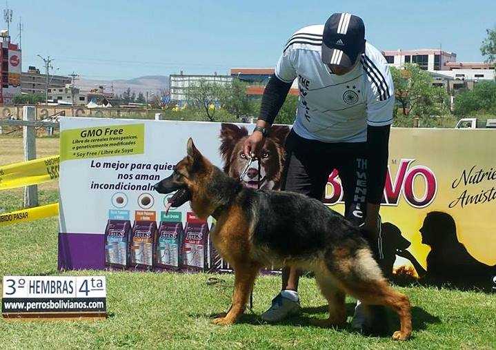 EMGHI THE WENHIC | German Shepherd Dog 