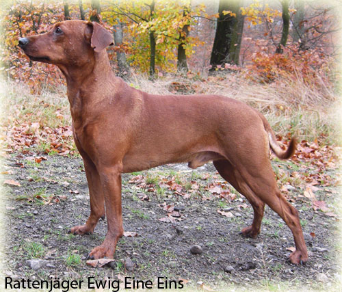 Rattenjager EWIG EINE EINS | German Pinscher 