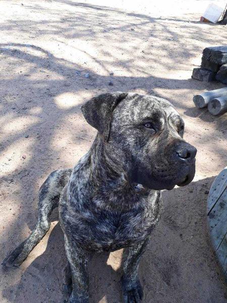 DELATRO DEXTER | African Boerboel 