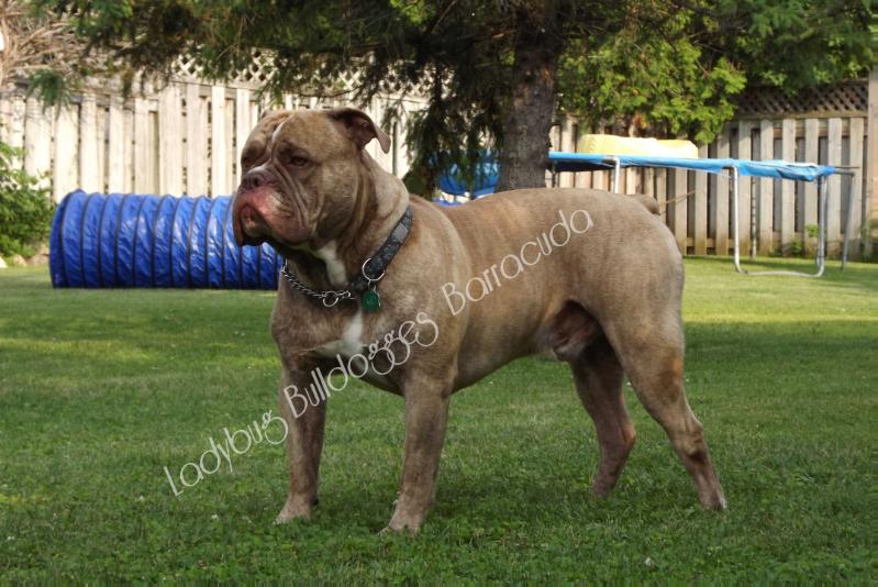 Ladybug Bulldogges' Barracuda | Olde English Bulldogge 