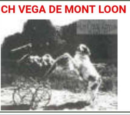 VEGA de mont loon | Brittany 