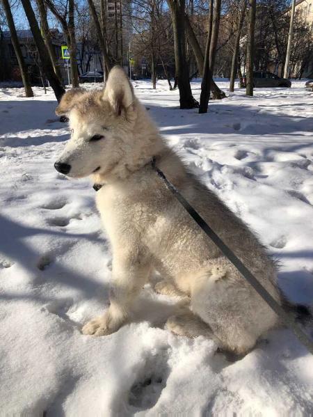 Gold Of Maja Grom | Alaskan Malamute 