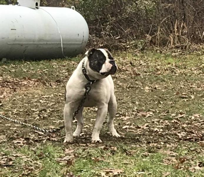 Disasters J-Lo of BGK | American Bulldog 