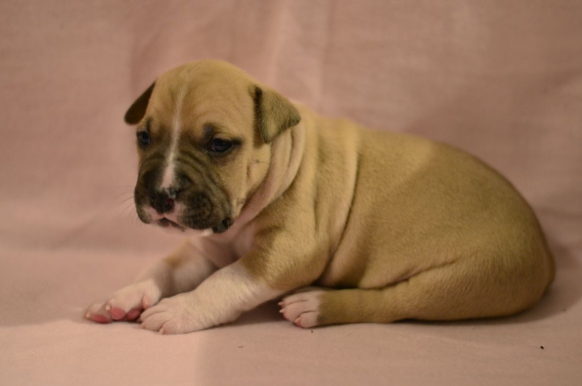 Frankenstyle’s Work From Home | American Staffordshire Terrier 