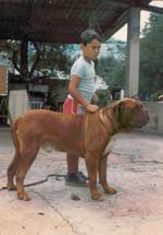 Anazo De Canchas Ibaken | Dogue de Bordeaux 