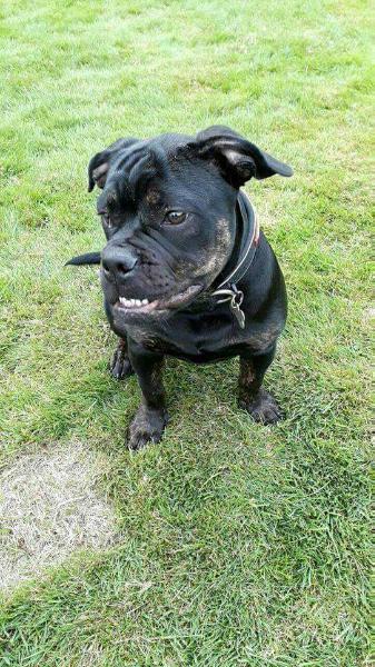 Catobulls Mr. Black | Olde English Bulldogge 