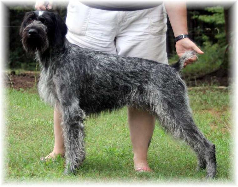 Blueline's Storm Chaser | German Wirehaired Pointer 