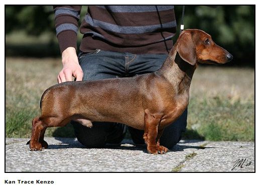Kan Trace Kenzo | Dachshund 