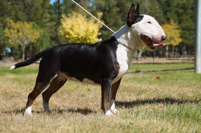 Montana Dark Geisha Atraiden | Bull Terrier 