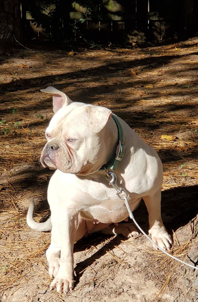 BluelineCertified's Blue Ivy of Thompson | American Bulldog 