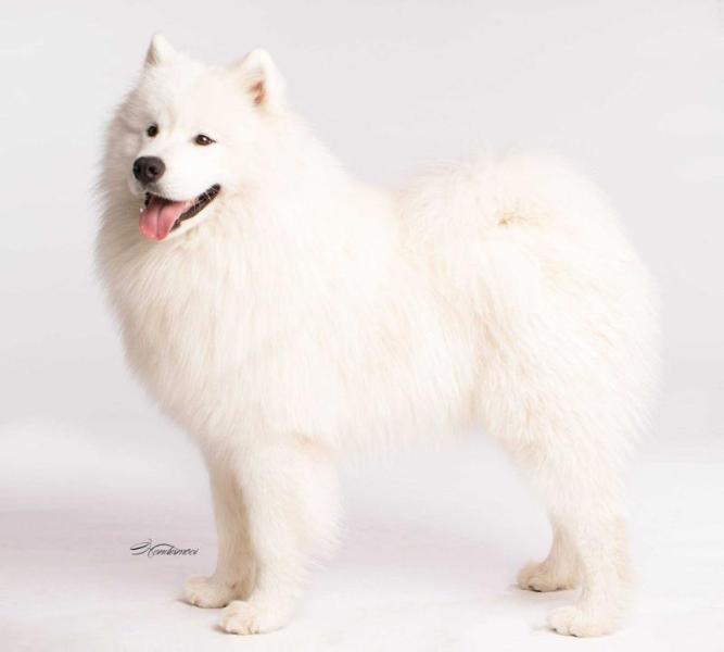 YUKON OF TOMTOM The Glow Of The Snowy Star | Samoyed 