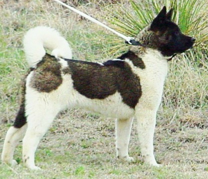 Black Spot's Queen Isabella | Akita 