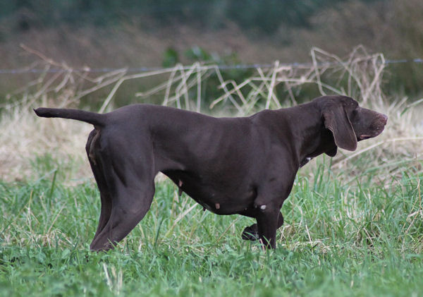 Daphnée du Domain du Framire | German Shorthaired Pointer 