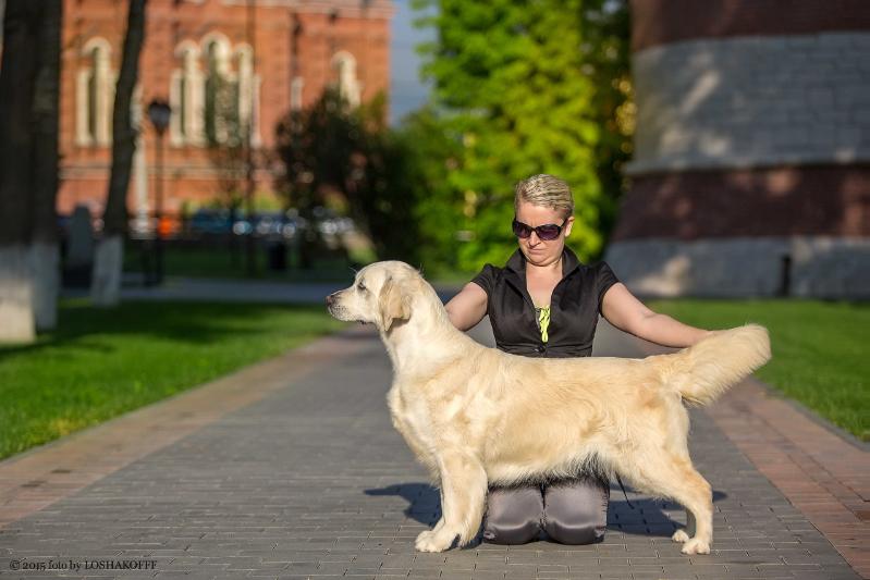 Solnechnaya Dubrava Tevi | Golden Retriever 