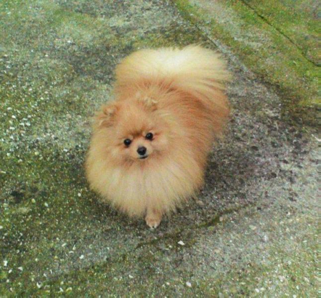 THUNDER ROAD EVENT FOR RANCH | Pomeranian 